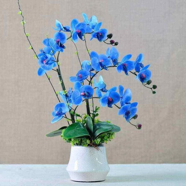 Hoa lan hồ điệp màu xanh dương tượng trưng cho hòa bình và sự hy vọng
