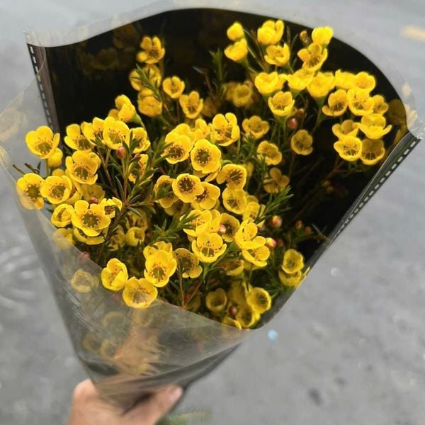 Hoa Cắt Cành: Hoa Thanh Liễu - Hoa cắt cành