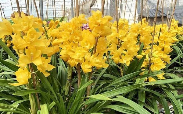 Hoa địa lan là loài hoa màu vàng đẹp, nở rộ dịp Tết
