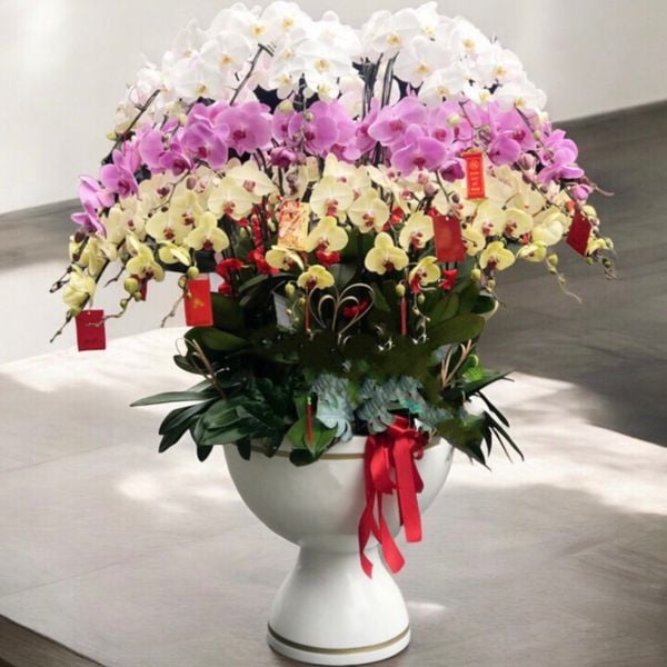 Lan Hồ Điệp: Chậu Hoa Lan Hồ Điệp Xoay Tròn - LHĐ74