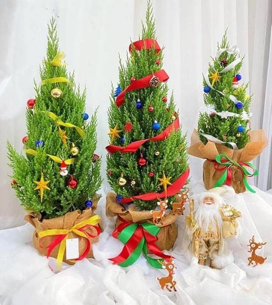 Một loài cây dễ thương, thân thiện để trang trí Noel