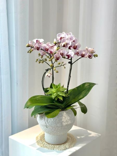 Lan Hồ Điệp: Chậu Lan Hồ Điệp Bạch Hồng An Nhiên - LHD251