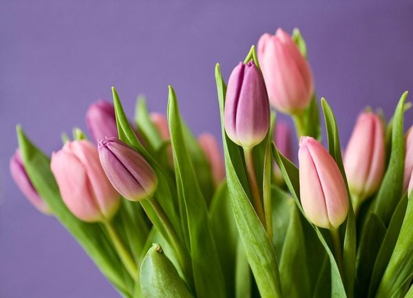 ảnh hoa tulip đẹp 1