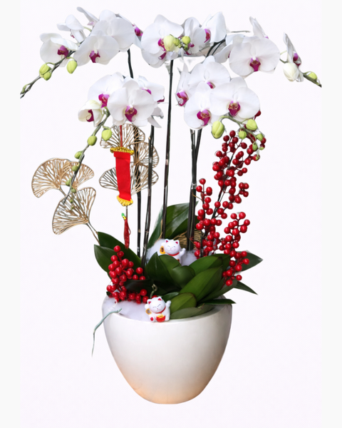 Lan Hồ Điệp: Chậu Hoa Lan Hồ Điệp Thịnh Vượng - LHĐ80
