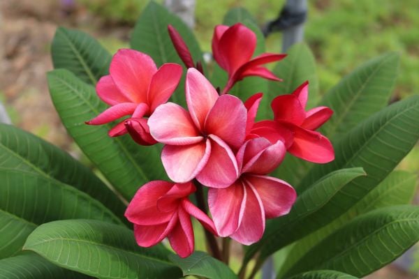 Hoa sứ màu đỏ thường biểu trưng cho sự kiêu hãnh và vẻ đẹp quyền lực.