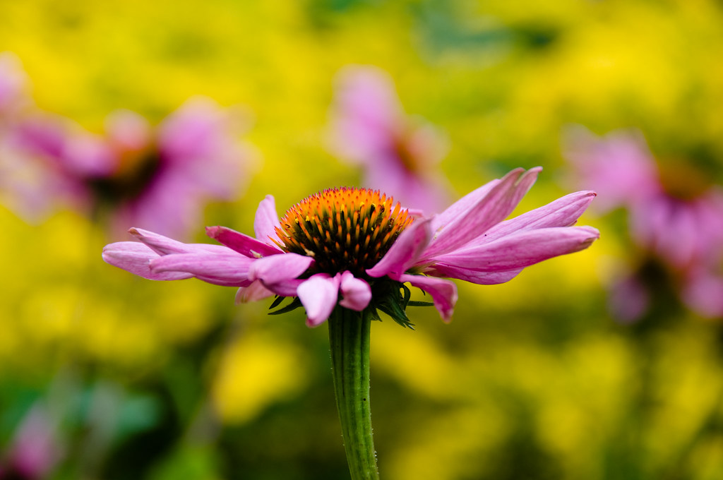 Sự kiện Bloom Together: Kết nối đam mê ngành hoa toàn cầu