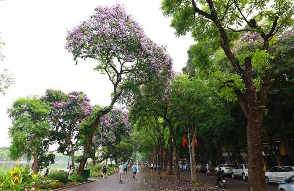Mùa hoa bằng lăng gây thương nhớ giữa lòng thủ đô Hà Nội