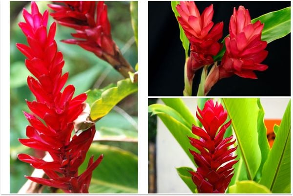 Hoa hạnh phúc đỏ mang ý nghĩa cho sự may mắn, hạnh phúc và những niềm vui