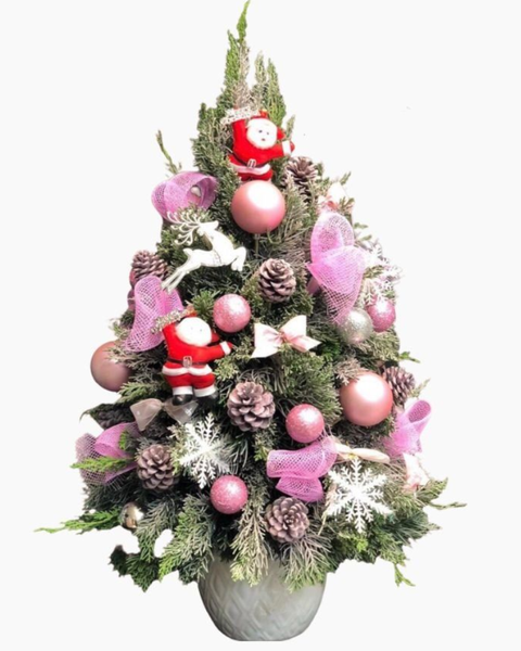Hoa Giáng Sinh: Cây Thông Noel Tannenbaum - HGS01 - Hoa Giáng Sinh