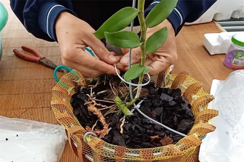 Những sai lầm thường gặp khi sử dụng giá thể trồng lan hồ điệp và cách khắc phục