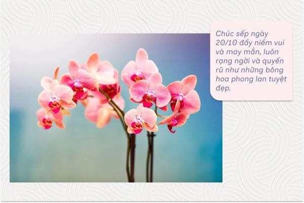 Chúc sếp ngày 20/10 đầy niềm vui và may mắn, luôn rạng ngời và quyến rũ như những bông hoa phong lan tuyệt đẹp.