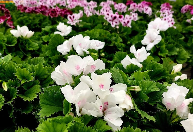 Hình ảnh hoa bướm Pansy quyến rũ