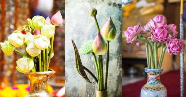 Hoa Cắt Cành: Hoa Sen - Hoa Cắt Cành