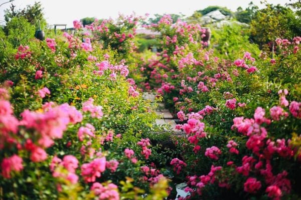 Cách trồng hoa tường vi đúng kỹ thuật