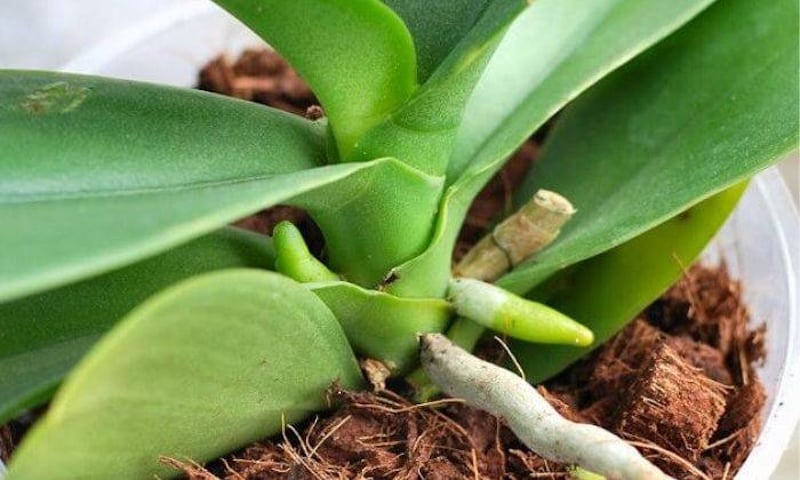 Cây keiki phát triển từ mắt ngủ trên ngồng hoa lan hồ điệp.