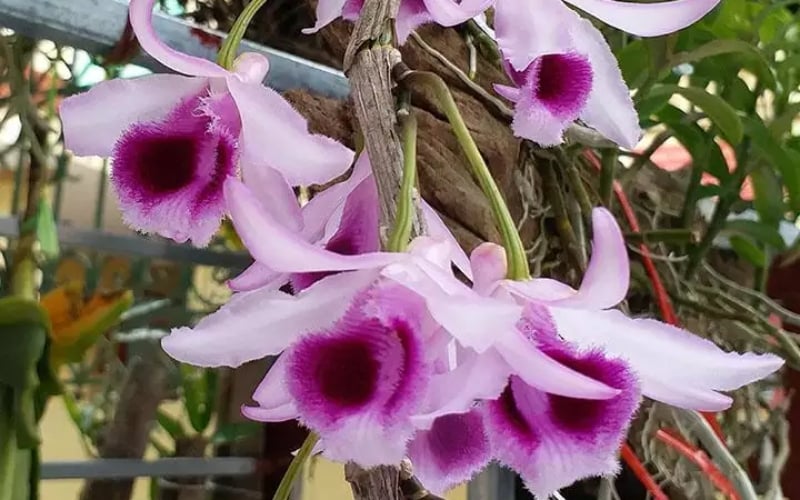 Phong lan phi điệp có hương thơm nồng nàn, quyến rũ