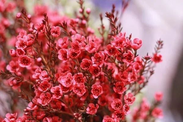 Hoa thanh liễu màu đỏ thể hiện nét đẹp của sự kiên định và sức mạnh của con người