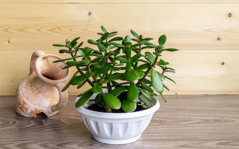 Người mệnh Thổ không nên trưng cây ngọc bích