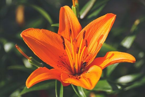 Một hình ảnh đẹp khác của đóa hoa ly hổ cam dưới ánh nắng chiều hoàng hôn ấm áp.