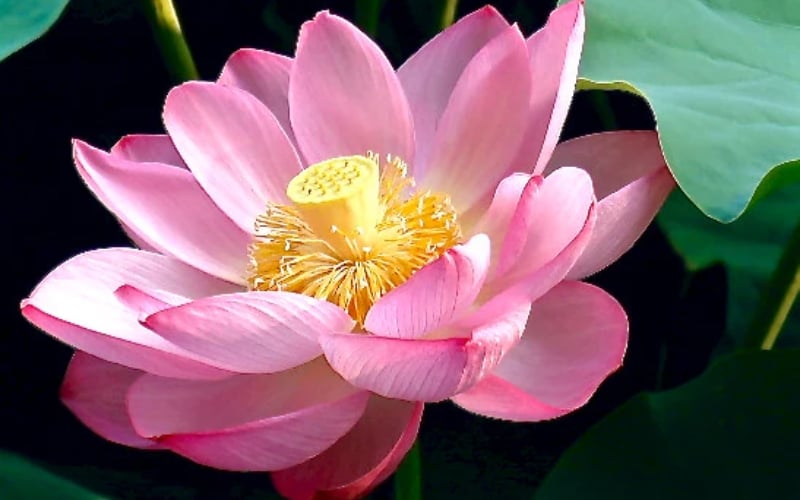 Sen Nelumbo nucifera