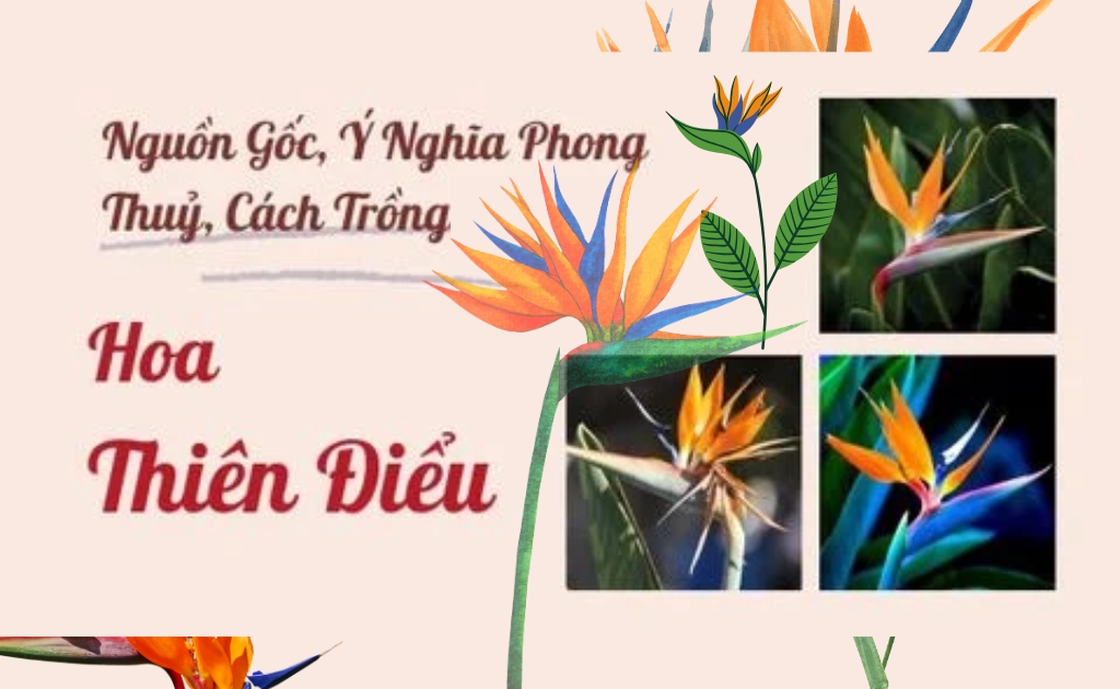 Thiên điểu (Chim thiên đường, Strelitzia) — Strelitzia reginae