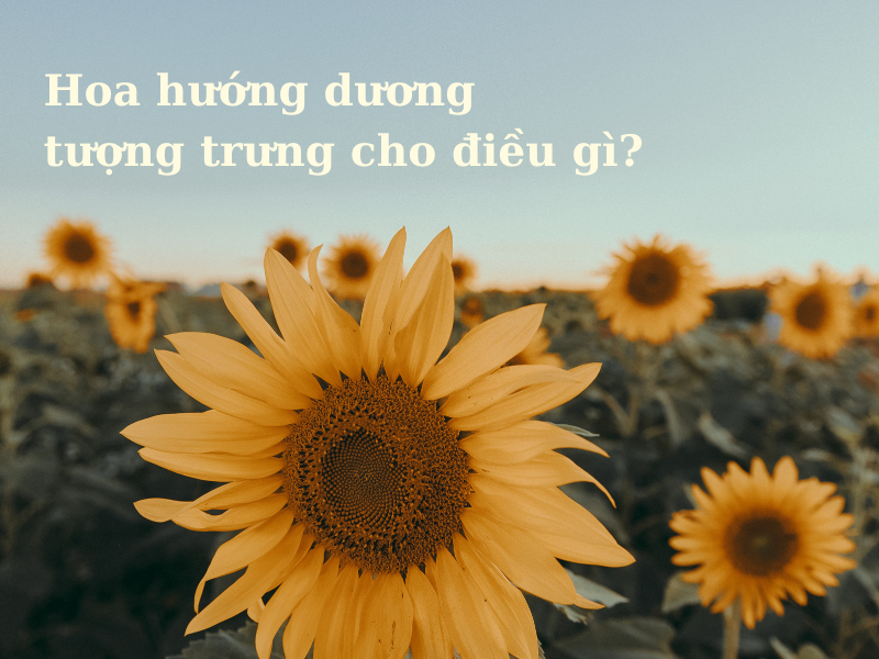 Hoa hướng dương — Helianthus annuus