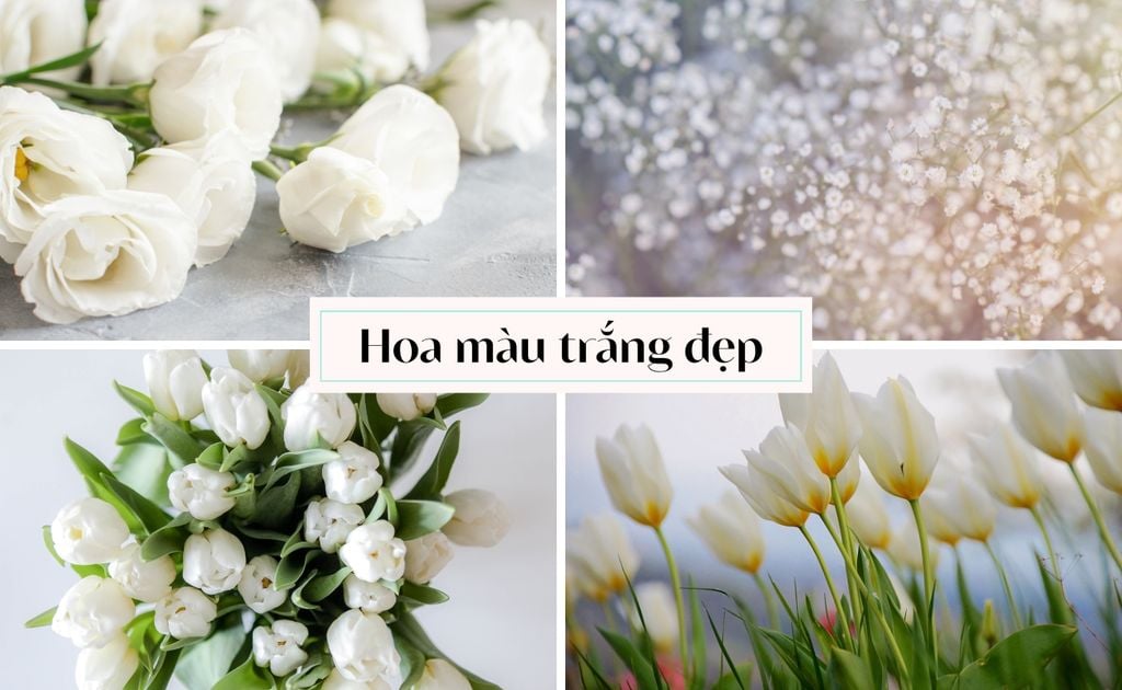 Hoa màu trắng