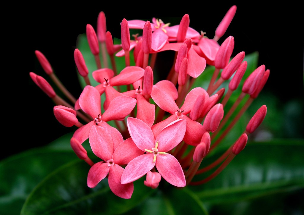 2. Hoa nhài