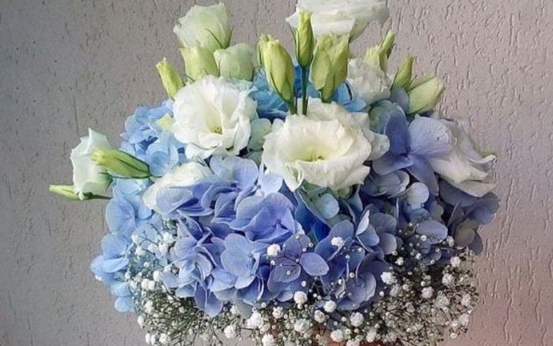 Mẹo giúp hoa cẩm tú cầu tươi lâu cả tuần