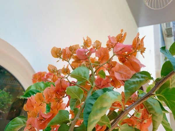 Hoa giấy màu cam thường mang theo thông điệp về sự tươi mới và những khát vọng trong tương lai