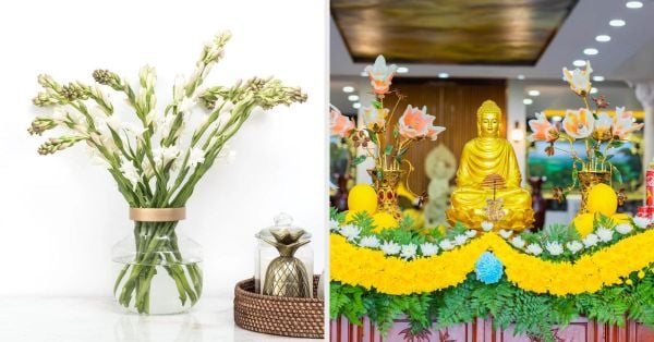 hoa huệ cúng phật