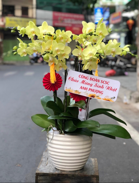  Chậu Hoa Lan Hồ Điệp Xanh Nhỏ 2 Vòi - LHĐ92 