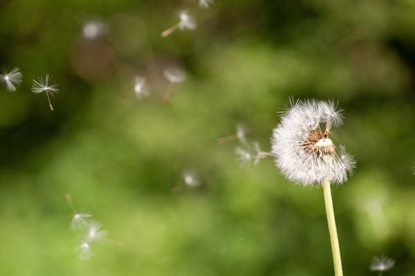 loài hoa tượng trưng cho sự chờ đợi - hoa bồ công anh