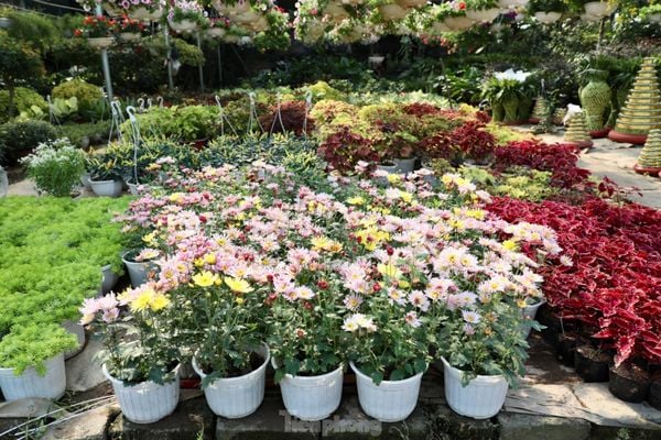 Miền Bắc là thủ phủ nổi tiếng của các loài hoa đẹp, ý nghĩa tốt lành