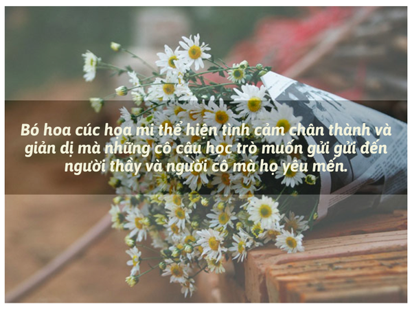 Hoa Cúc Tana