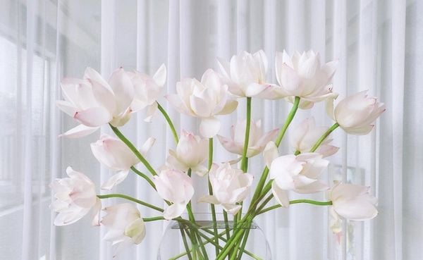 Hoa sen trắng tượng trưng cho sự thuần khiết