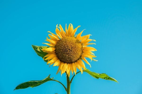 Một bức ảnh hoa hướng dương vươn mình đón ánh nắng cũng có thể là một chiếc thiệp viết cho ngày sinh nhật của mình để truyền động lực