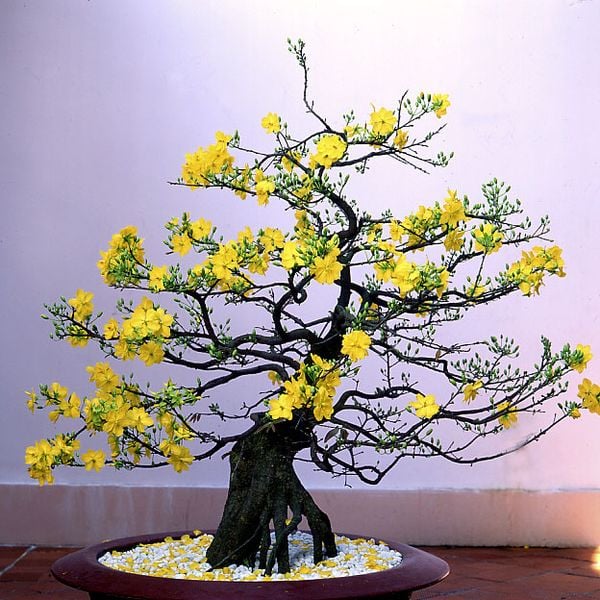 hoa chưng tết