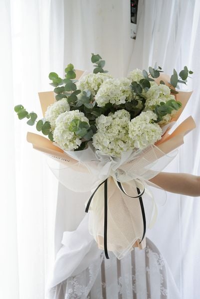 Cẩm tú cầu trắng