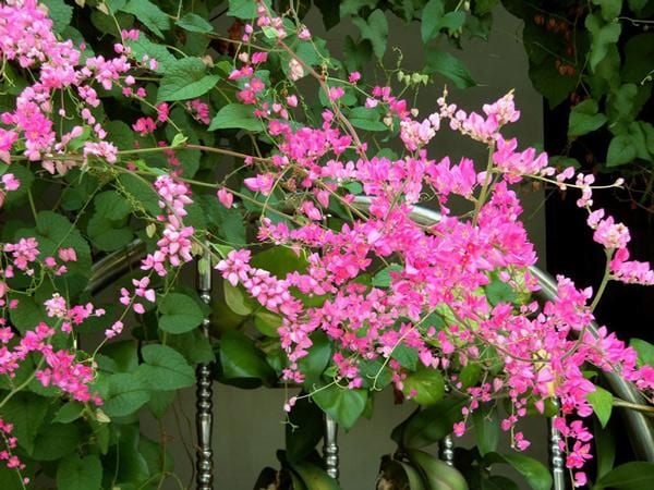 Hoa tigon nở vào tháng mấy