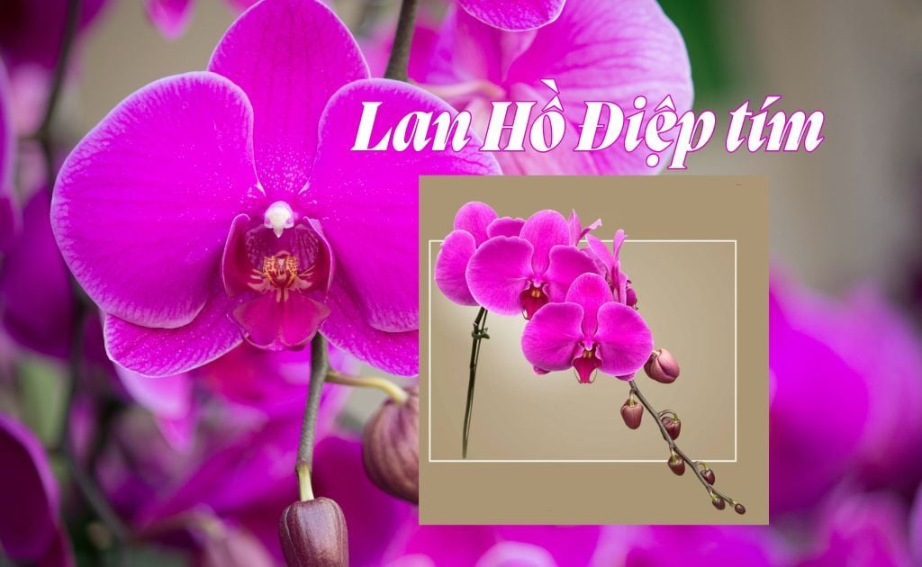 Hoa Lan Hồ Điệp tím - Ý nghĩa, nguồn gốc, cách chăm sóc đơn giản tại nhà