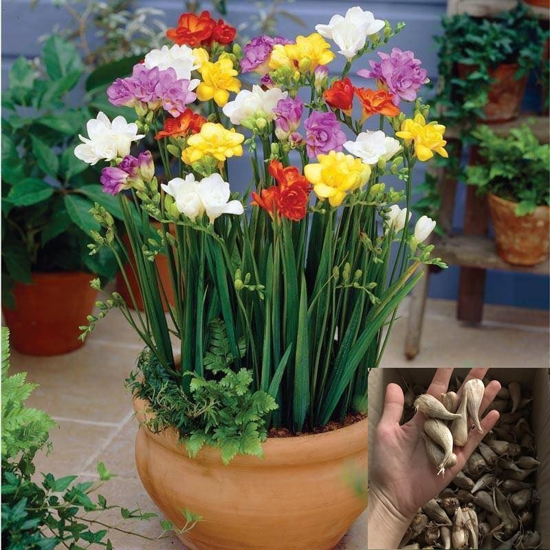 Cách chăm sóc hoa Lan Nam Phi (Freesia) đúng kỹ thuật để cây khỏe và hoa đẹp