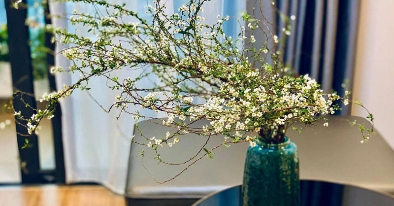 Cách cắm hoa Tuyết Mai rừng tự nhiên