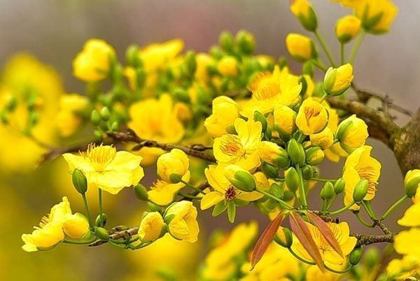 Sắc mai vàng tượng trưng cho sự sung túc, giàu sang phú quý
