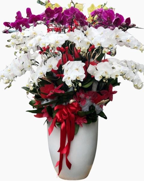 Lan Hồ Điệp: Chậu Hoa Lan Hồ Điệp Xoay Tròn - LHĐ73