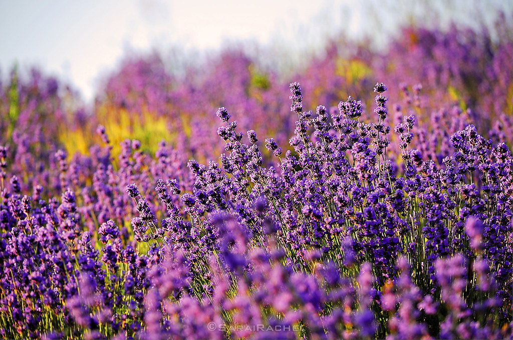 Mùa vàng châu Âu: oải hương Provence và hướng dương Tuscany vào cao điểm tháng 7