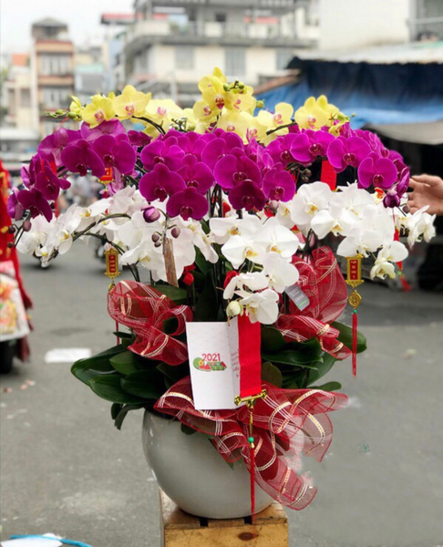 Lan Hồ Điệp: Chậu Hoa Lan Hồ Điệp Mix Màu - LHĐ62