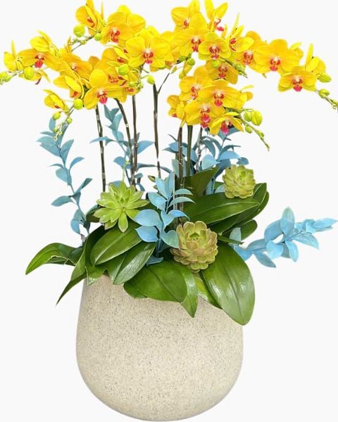 Lan Hồ Điệp: Chậu Lan Hồ Điệp Lộc Tiền - LHĐ201 | Flosa