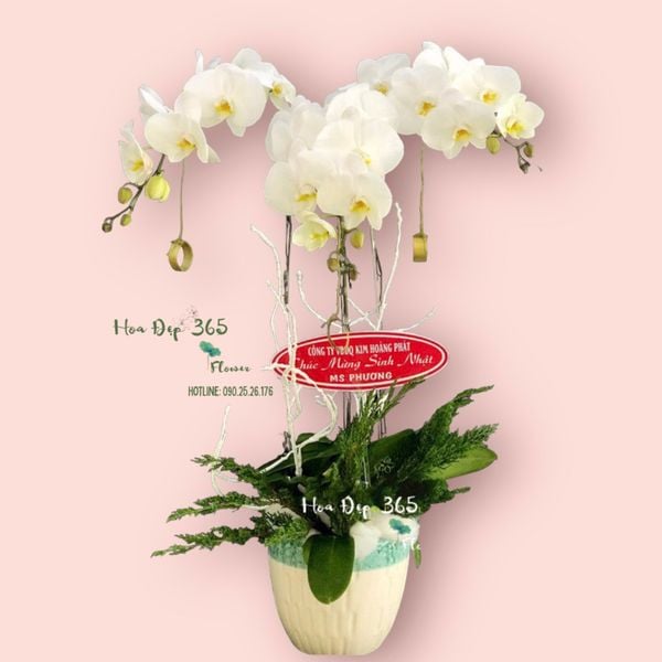 Bình hoa lan hồ điệp midnight