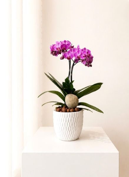 Lan Hồ Điệp: Chậu Lan Hồ Điệp Tử Ngọc An Viên - LHD248